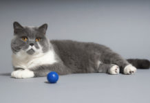 Il Gatto Certosino 581 0 056 Gatto Certosino